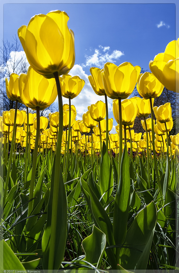 Keukenhof