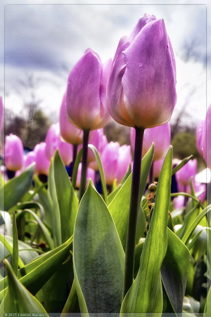 Keukenhof